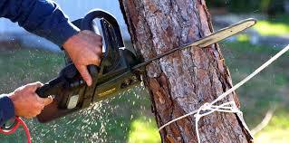Best Hazardous Tree Removal  in Meeker, CO