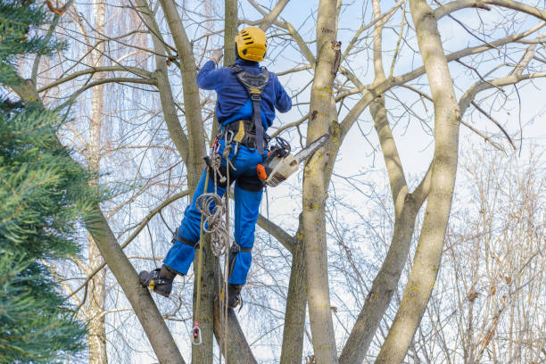 Best Lawn Maintenance Plans  in Meeker, CO