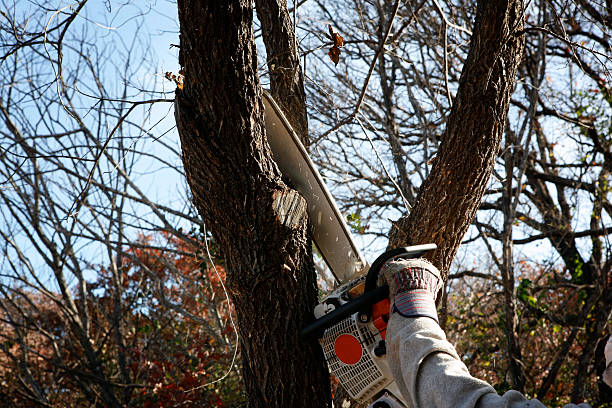 Professional Tree Care in Meeker, CO